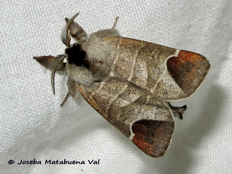 Clostera curtula - Notodontidae